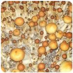 Псилоцибиновые (галлюциногенные)  грибы Psilocybin "Golden Teacher" в Оханске
