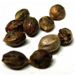 Семена марихуаны АК-47  (Seeds AK-47) в Оханске